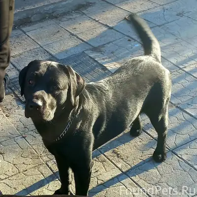 Пропал Амур, срочно звонить 89093350991