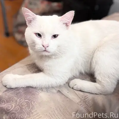 Пропал кот, Заводской район