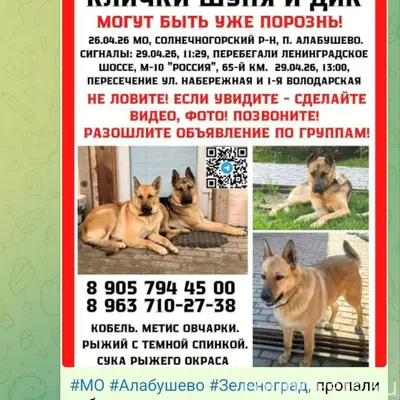 Пропали собаки Шуни и Дик