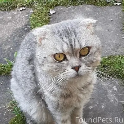 Найден кот, деревня Комаровка (Шихово)