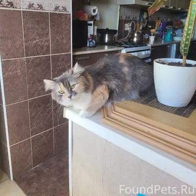 Пропала кошка, ул. Аджарская