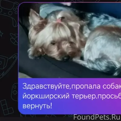 Пропала собака йоркширский терьер, без места