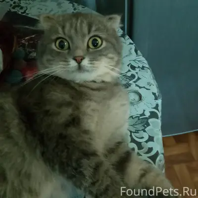 Пропал вислоухий кот, ул. Марата