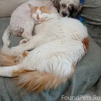 Пропал кот Симба, пос. Южный