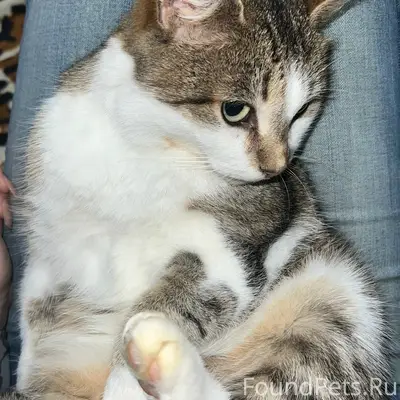 Пропала кошка Моля, Рижская улица