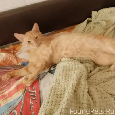 Пропал кот 