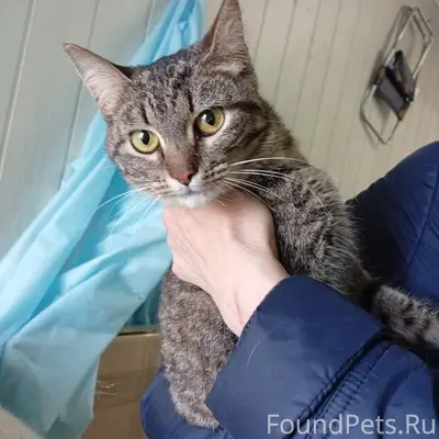 Найдена кошка, район ул. Балакирева
