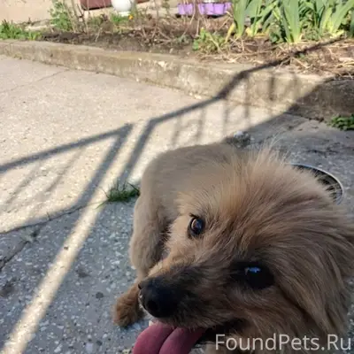 Пропала небольшая собака Тяпка, район Южного