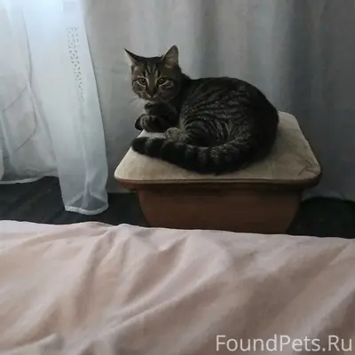 Пропал кот, район 2-ой Усмани