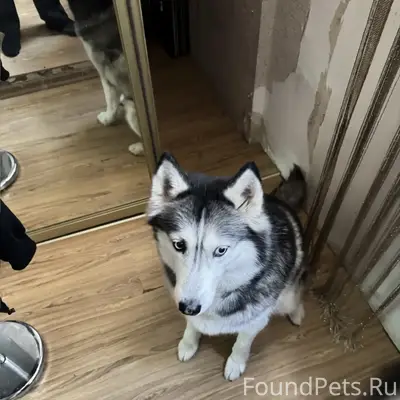Пропала собака
