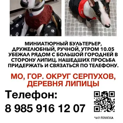 Пропал минибультерьер Грег, Серпуховский округ