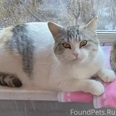 Пропала кошка, Выселки