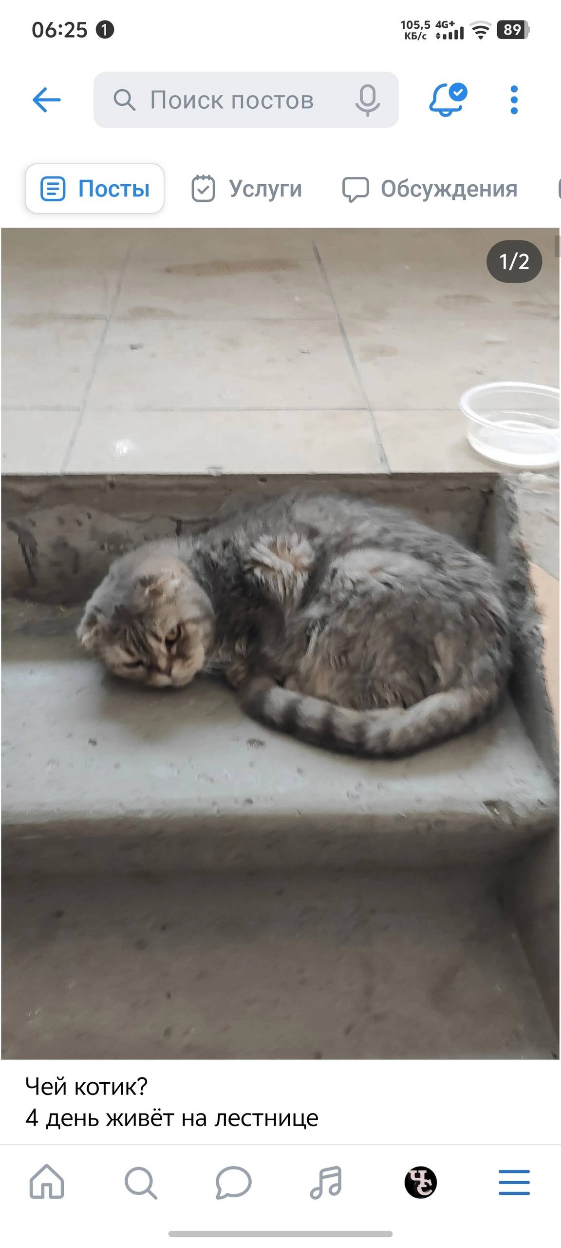 Найдена кошка, на Татьяны Снежиной