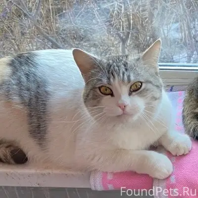 Пропала кошка Лапа, Выселки