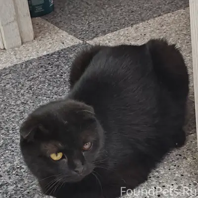 Найдена вислоухая кошка, Тольятти