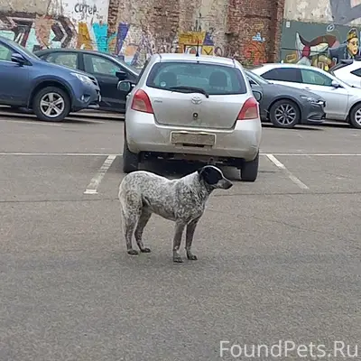 Пропала собака, район тц Лето
