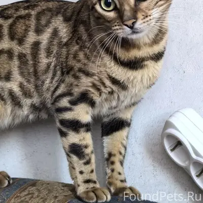 Пропала кошка бенгал, район собачий