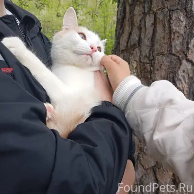 Найдена кошка, возле 135 школы