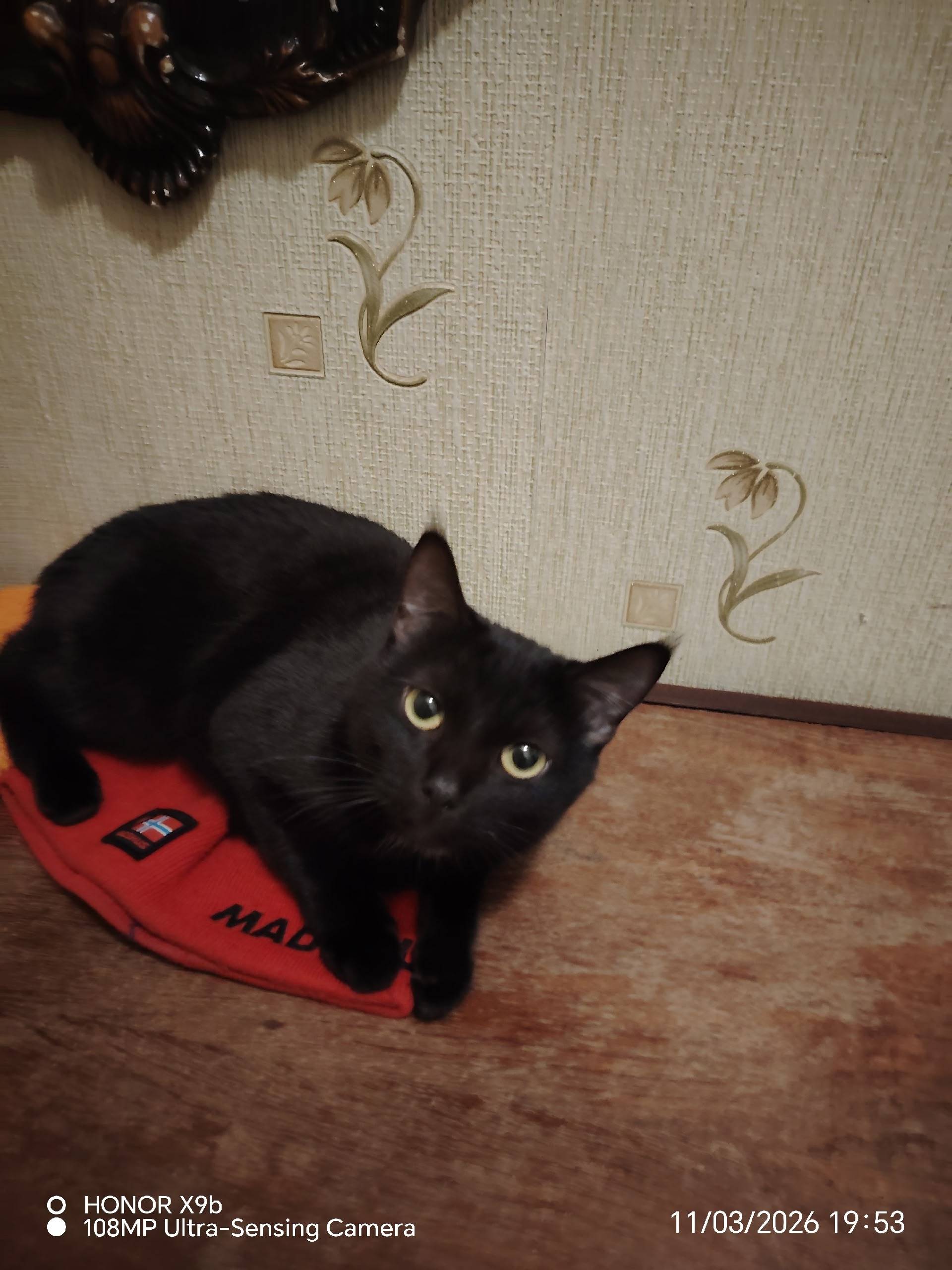 Пропала чёрная кошка, 14 квартал