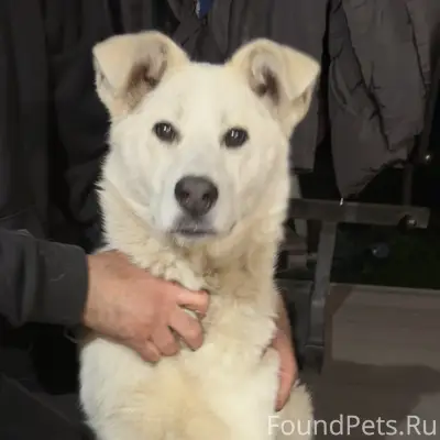 Найдена собака белого цвета