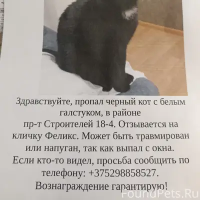 Пропал кот