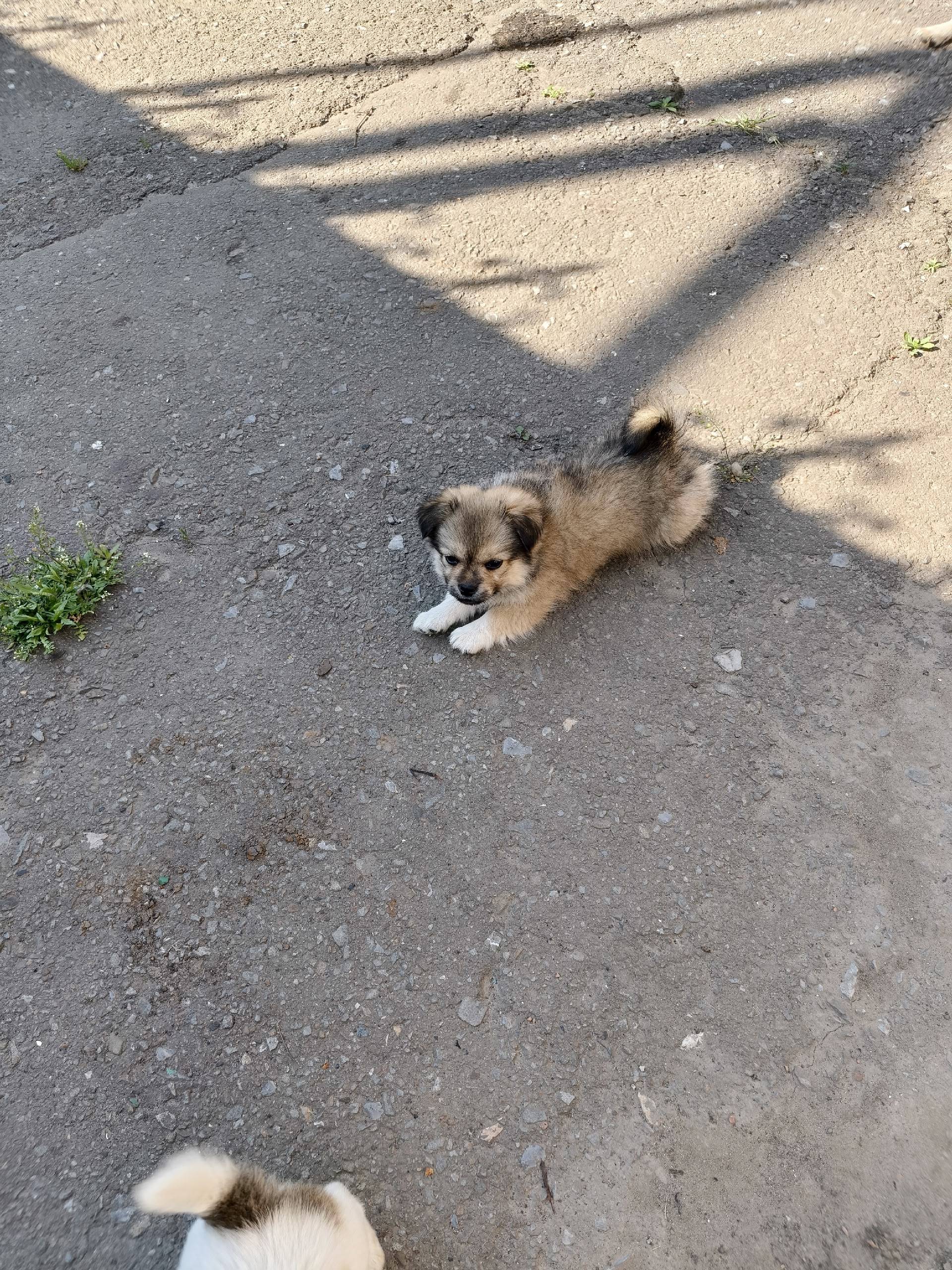 Пропал щенок мальчик Кузя