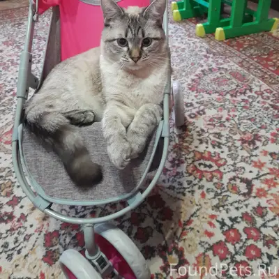 Пропал кот, 