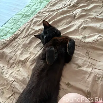 Найден кот, Эжвинские дачи