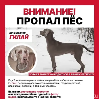 Пропал веймаранер Гилай, Новосибирск/Томск