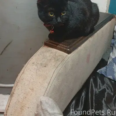 Пропала кошка, 8 завод, улица Красноармейская 14
