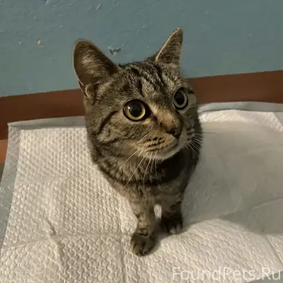 Нашлась кошка/кот