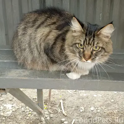 Найдена кошка, Дзержинский район