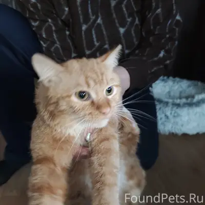 Найден кот, Калининский район