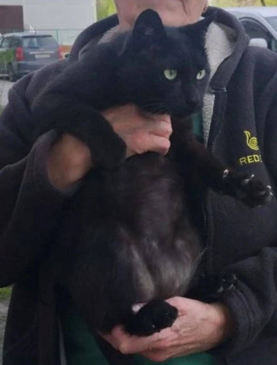 Найдена кошка, Ленинский район