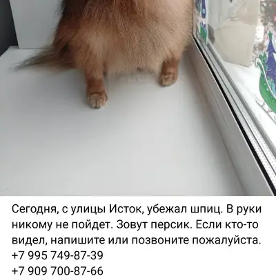 Пропала маленькая собачка, Дегтярск