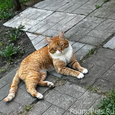 Найден кот, рп Быково, Раменский район