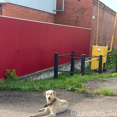 Пропала собака, Туймазы
