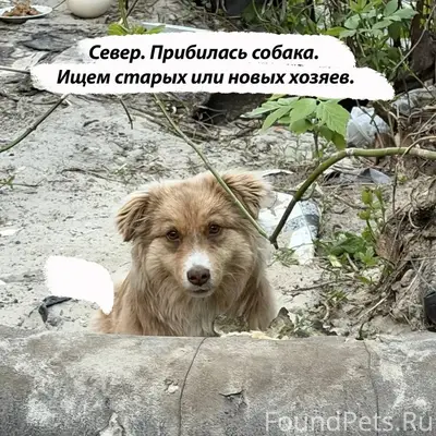 Найден метис корги, район улицы Репина, Ульяновск