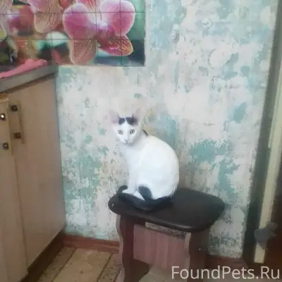 Пропал кот Каспер, район Юбилейный