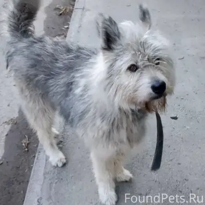 Пропал пёс, парк