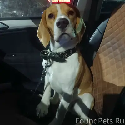 Пропала собака, неизвестный район