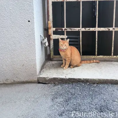 Найдена кошка с красным ошейником, Калуга