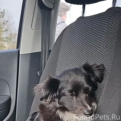 Пропала собака 