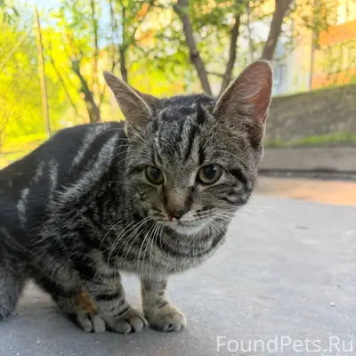 Найден кот, квартал 1