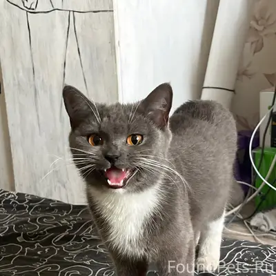 Найдена кошка, Сырком Рудник