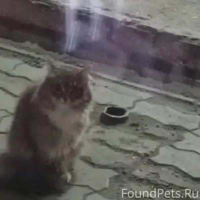 Найдена кошка, Шадринск