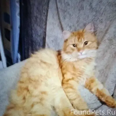Пропал кот, район Шуйских улиц