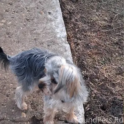 Пропала собака,
