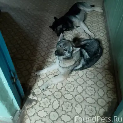 Пропали собаки, Калуга, район Железняки