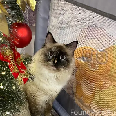 Пропала кошка, Полх-Майдан